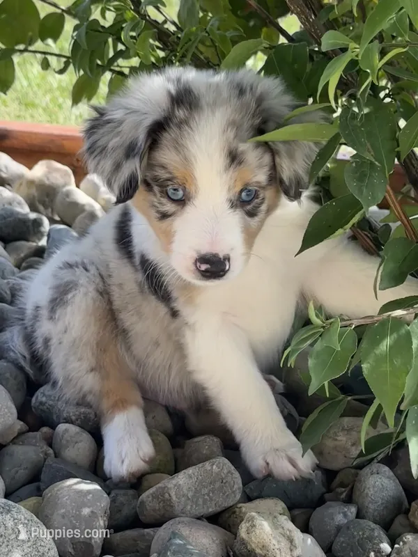 Duke – Miniature Australian Shepherd puppy for sale in Albion, IN
