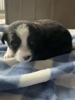 Thor, a male Miniature Australian Shepherd for sale in Albion, IN – 6 of 8