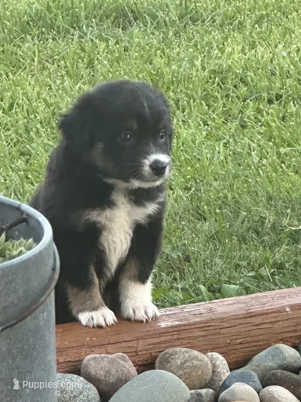 Ellie – Miniature Australian Shepherd puppy for sale in Albion, IN