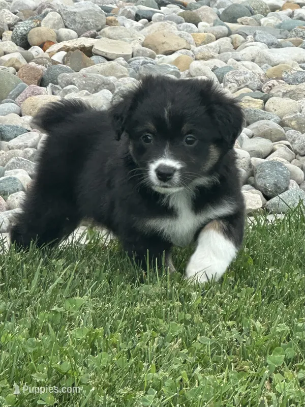 Ellie – Miniature Australian Shepherd puppy for sale in Albion, IN