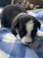 Thor, a male Miniature Australian Shepherd for sale in Albion, IN – 4 of 8