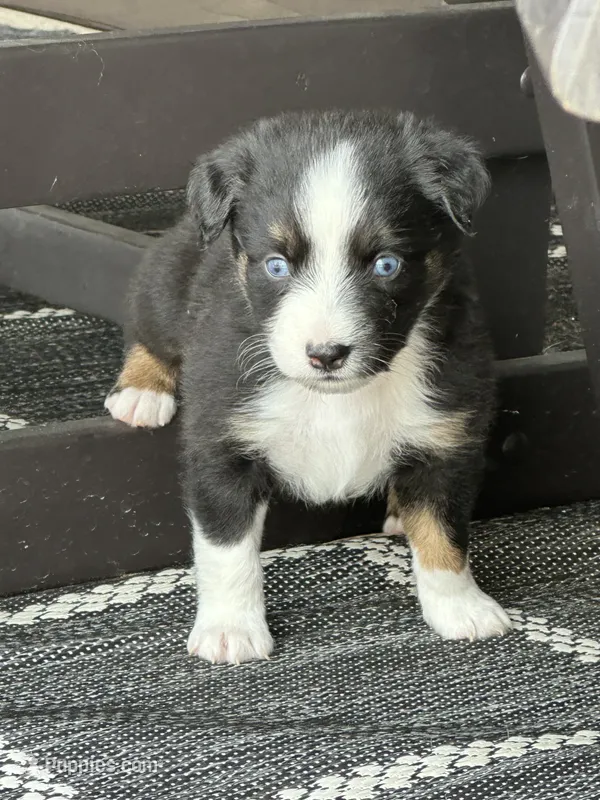 Thor – Miniature Australian Shepherd puppy for sale in Albion, IN