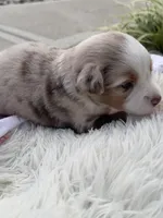 Roxy, a female Miniature Australian Shepherd for sale in Albion, IN – 4 of 7