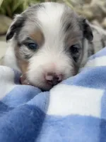 Duke, a male Miniature Australian Shepherd for sale in Albion, IN – 2 of 7