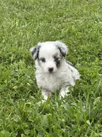 Ranger, a male Miniature Australian Shepherd for sale in Albion, IN – 10 of 10