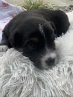Ellie, a female Miniature Australian Shepherd for sale in Albion, IN – 7 of 8