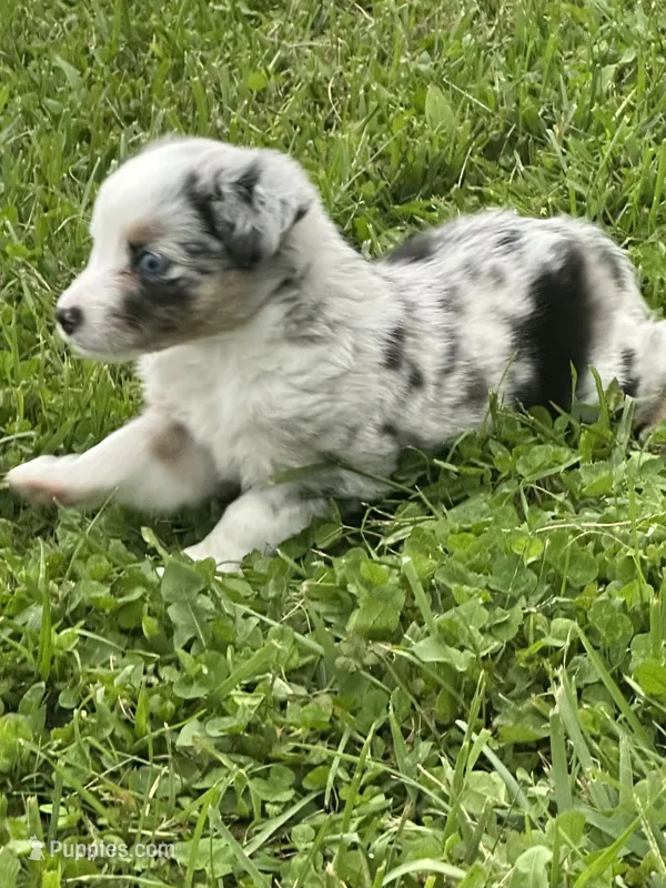 Ranger – Miniature Australian Shepherd puppy for sale in Albion, IN