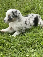 Ranger, a male Miniature Australian Shepherd for sale in Albion, IN – 1 of 10