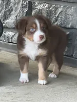 Tucker, a male Miniature Australian Shepherd for sale in Albion, IN – 2 of 10