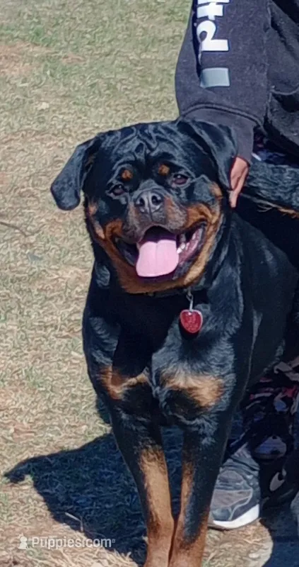 Yellow girl  – Rottweiler puppy for sale in Janesville, WI
