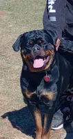 Green puppy , a male Rottweiler for sale in Janesville, WI – 4 of 5