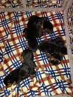 Pink girl, a female Rottweiler for sale in Janesville, WI – 7 of 7