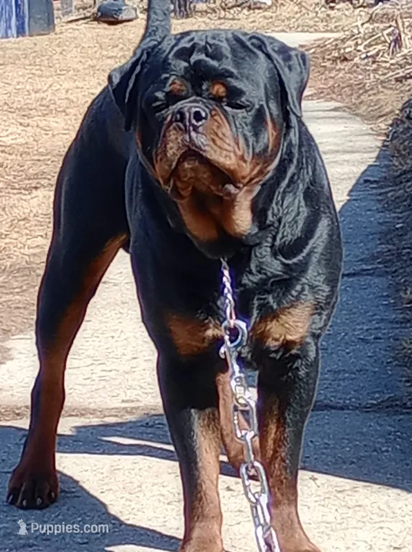 Blue puppy – Rottweiler puppy for sale in Janesville, WI