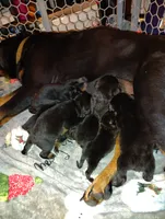 Yellow girl , a female Rottweiler for sale in Janesville, WI – 8 of 8