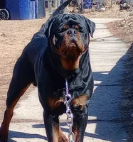 Pink girl, a female Rottweiler for sale in Janesville, WI – 2 of 7