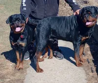Yellow girl , a female Rottweiler for sale in Janesville, WI – 4 of 8