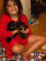 Yellow girl , a female Rottweiler for sale in Janesville, WI – 7 of 8