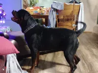 Yellow girl , a female Rottweiler for sale in Janesville, WI – 6 of 8