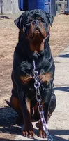Pink girl, a female Rottweiler for sale in Janesville, WI – 5 of 7
