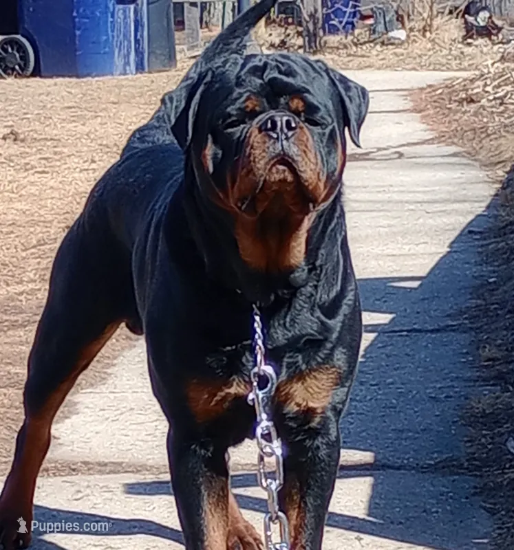 Green puppy  – Rottweiler puppy for sale in Janesville, WI