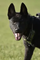 Kage, a male Belgian Malinois and German Shepherd Dog for sale in Warren, MI – 2 of 3