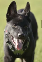 Kage, a male Belgian Malinois and German Shepherd Dog for sale in Warren, MI – 3 of 3