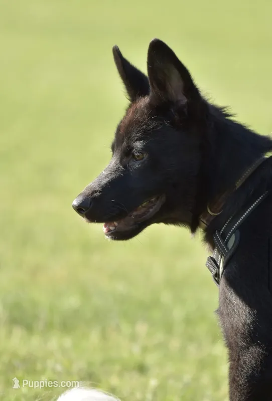 Kage – Belgian Malinois, German Shepherd Dog puppy for sale in Warren, MI