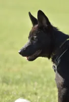Kage, a male Belgian Malinois and German Shepherd Dog for sale in Warren, MI – 1 of 3