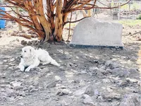 Ella, a female Great Pyrenees for sale in Chino Valley, AZ – Photo 8 of 8