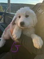 Ella, a female Great Pyrenees for sale in Chino Valley, AZ – Photo 2 of 8