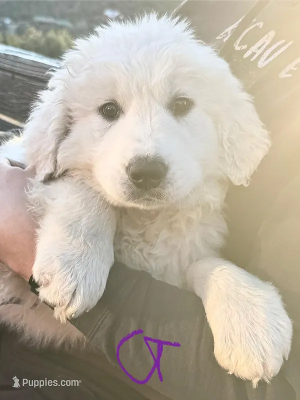 Ella, a female Great Pyrenees for sale in Chino Valley, AZ – Photo 1 of 8