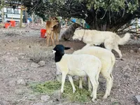Ella, a female Great Pyrenees for sale in Chino Valley, AZ – Photo 7 of 8