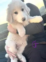 Ella, a female Great Pyrenees for sale in Chino Valley, AZ – Photo 3 of 8