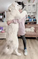 Bear, a male Great Pyrenees for sale in Chino Valley, AZ – Photo 7 of 10