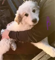 Bear, a male Great Pyrenees for sale in Chino Valley, AZ – Photo 3 of 10
