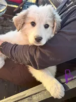 Bear, a male Great Pyrenees for sale in Chino Valley, AZ – Photo 1 of 10