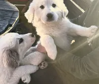 Bear, a male Great Pyrenees for sale in Chino Valley, AZ – Photo 9 of 10