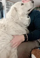 Bear, a male Great Pyrenees for sale in Chino Valley, AZ – Photo 5 of 10