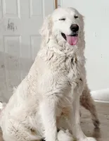 Candy, a female Great Pyrenees for sale in Chino Valley, AZ – 7 of 9