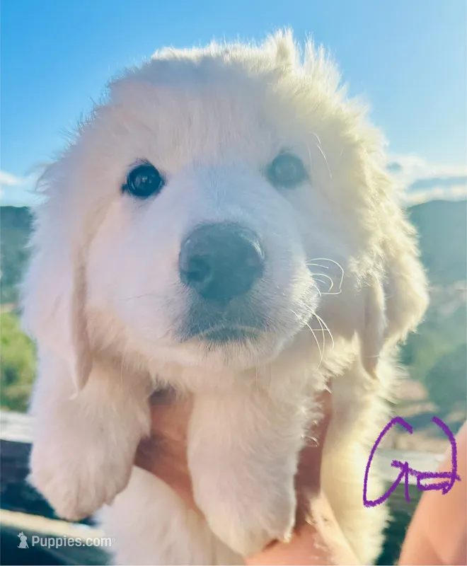 Candy – Great Pyrenees puppy for sale in Chino Valley, AZ