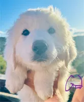 Candy, a female Great Pyrenees for sale in Chino Valley, AZ – 1 of 9
