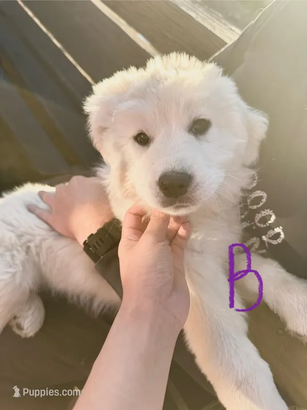 Toby, a male Great Pyrenees for sale in Chino Valley, AZ – Photo 1 of 10