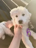 Toby, a male Great Pyrenees for sale in Chino Valley, AZ – Photo 1 of 10