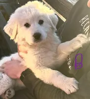 Toby, a male Great Pyrenees for sale in Chino Valley, AZ – Photo 2 of 10