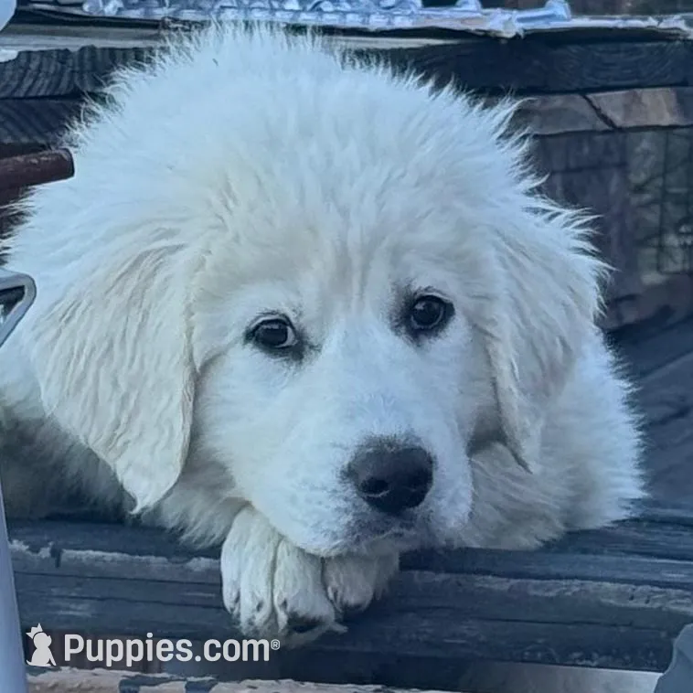 Toby – Great Pyrenees puppy for sale in Chino Valley, AZ