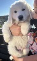 Paw, a female Great Pyrenees for sale in Chino Valley, AZ – 2 of 9