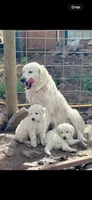 Luke, a male Great Pyrenees for sale in Chino Valley, AZ – 6 of 6