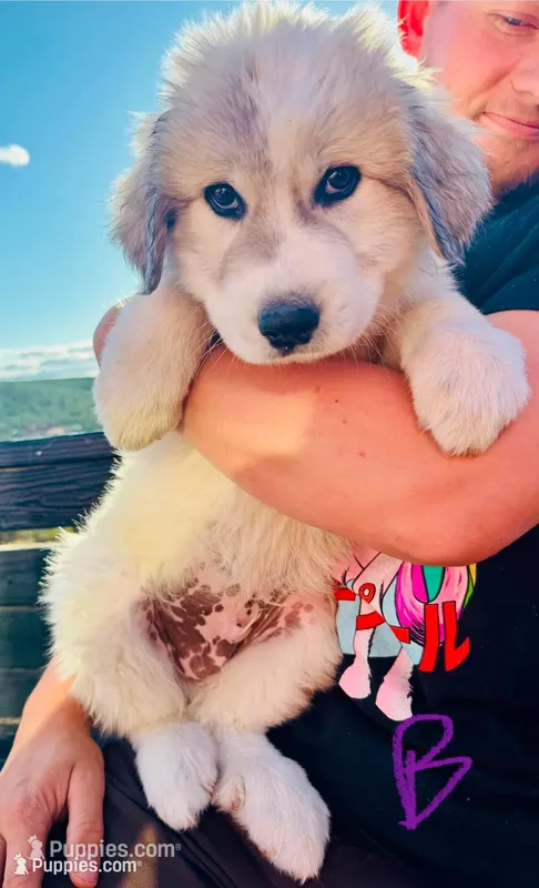 Luke – Great Pyrenees puppy for sale in Chino Valley, AZ