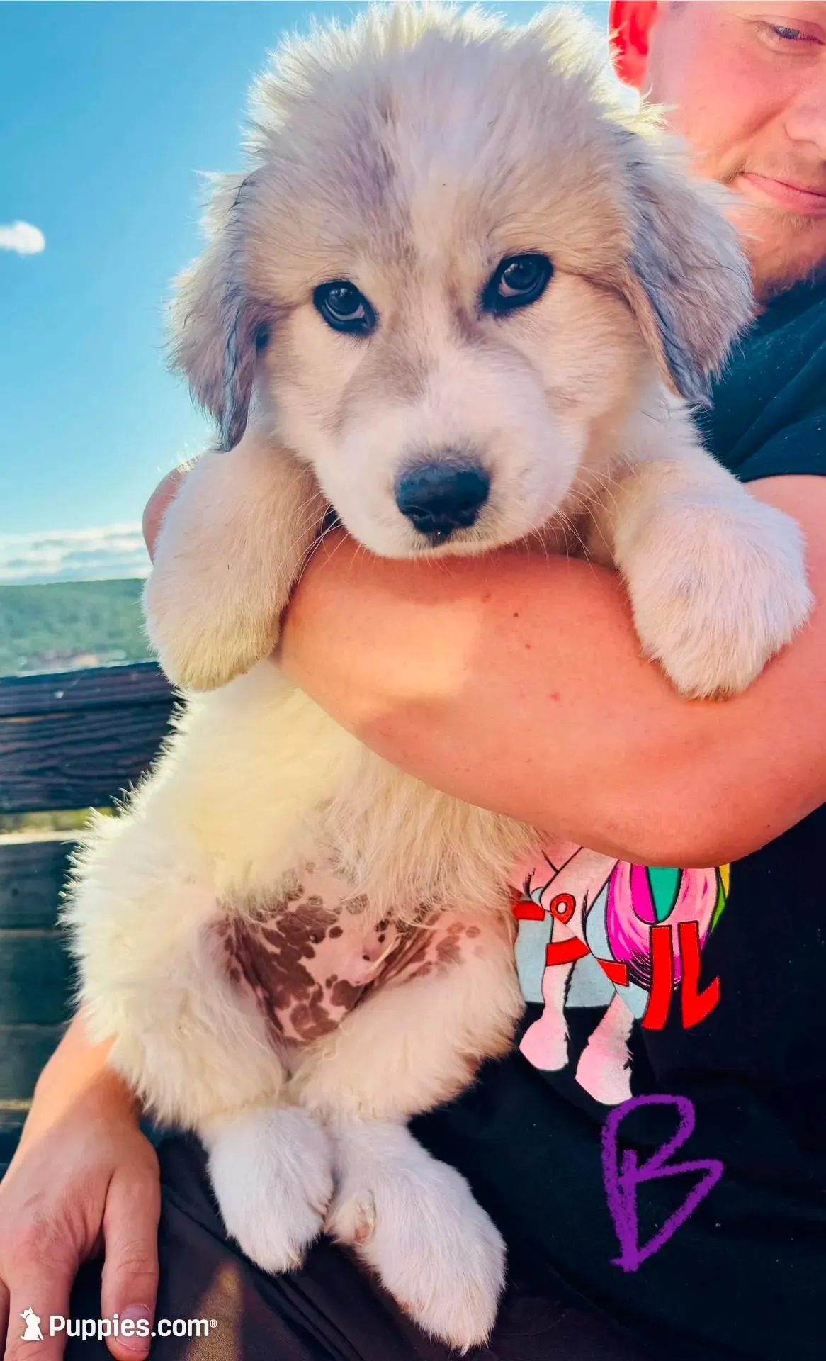 Luke, a male Great Pyrenees for sale in Chino Valley, AZ – 1 of 6