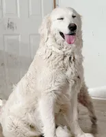 Luke, a male Great Pyrenees for sale in Chino Valley, AZ – 5 of 6